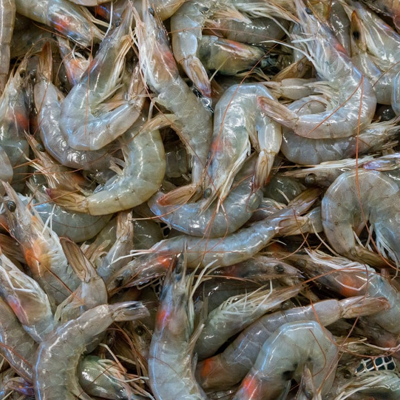 Prawn Varieties (இறால் வகைகள் / Eraal Varieties)